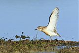 Red-breasted Dotterelborder=